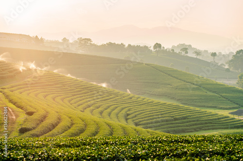 Wall Mural Sunset view of tea plantation landscape at Chiang rai, Thailand.