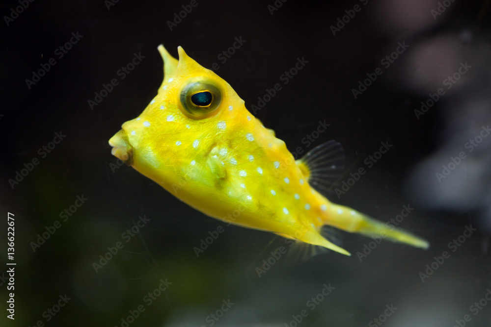 Naklejka premium Longhorn boxfish (Lactoria cornuta)