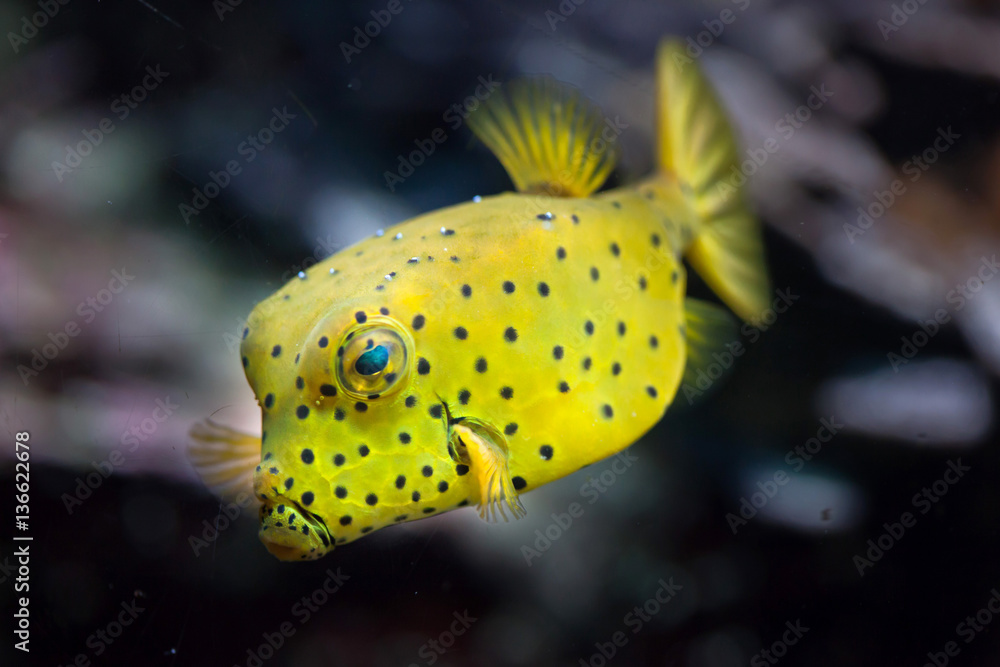 Fototapeta premium Yellow boxfish (Ostracion cubicus).