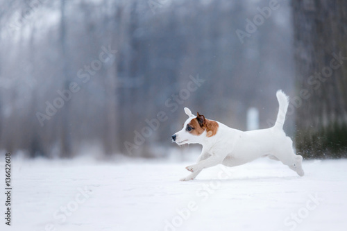 Fototapeta Naklejka Na Ścianę i Meble -  Dog Jack Russell Terrier, dog running outdoors