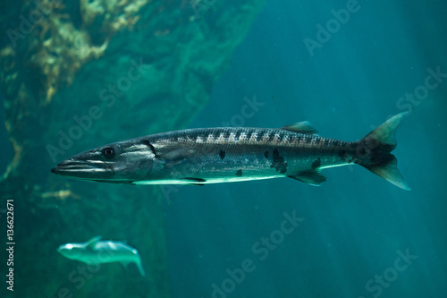 Great barracuda  Sphyraena barracuda 