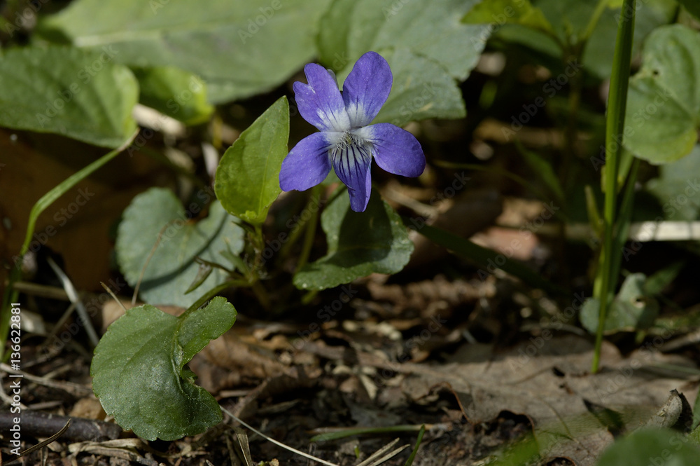 Viola silvestris / Violette des bois Viola silvestris / Violette des bois