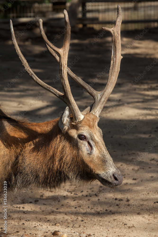 Obraz premium Pere David's deer (Elaphurus davidianus)
