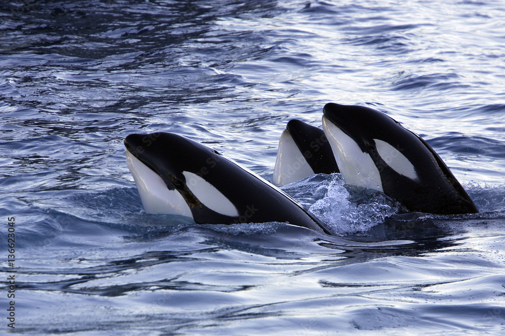 Fototapeta premium Orcinus orca / Orque / Orca