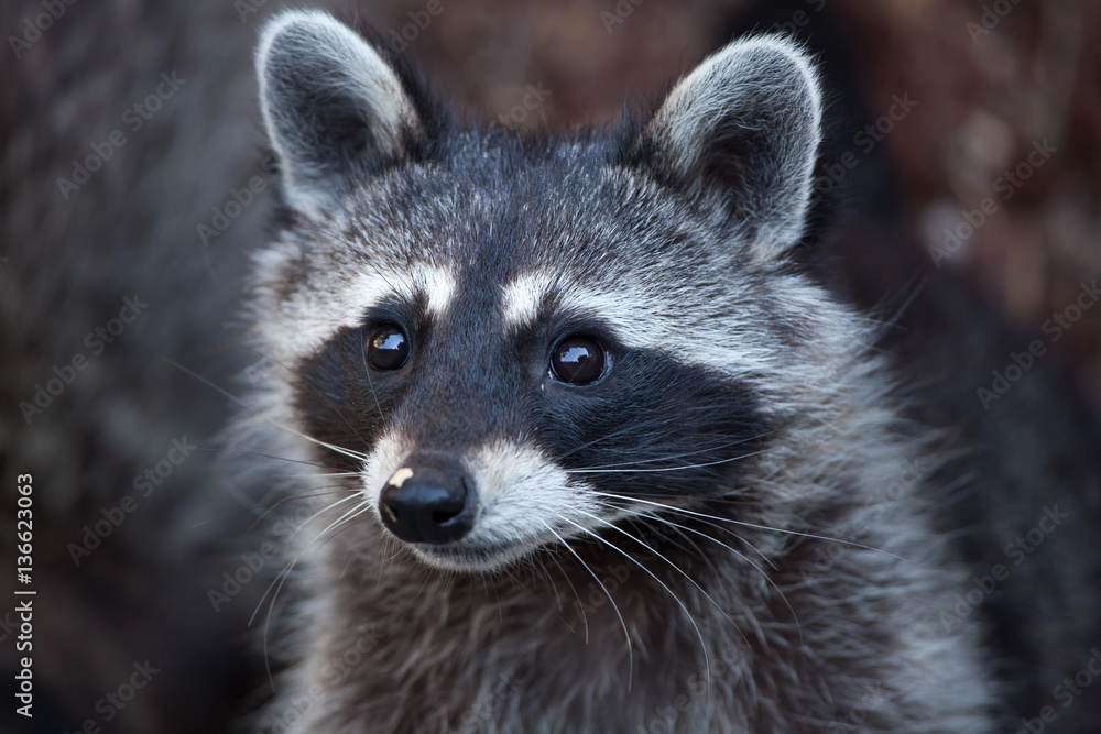 Raccoon (Procyon lotor)