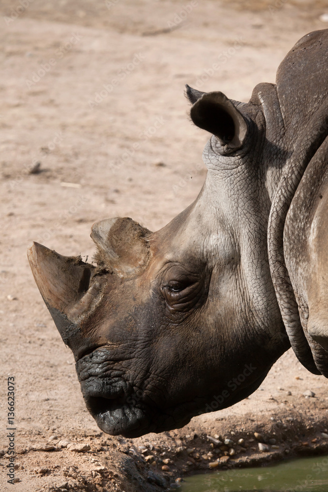 Southern white rhinoceros (Ceratotherium simum simum) Southern white rhinoceros (Ceratotherium simum simum)