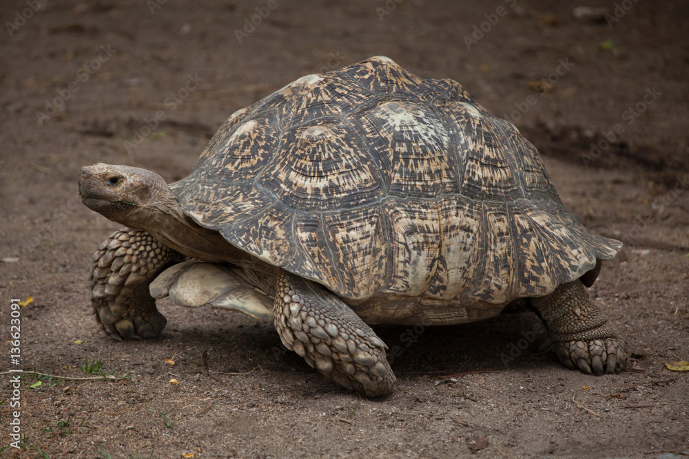 Leopard tortoise (Stigmochelys pardalis).