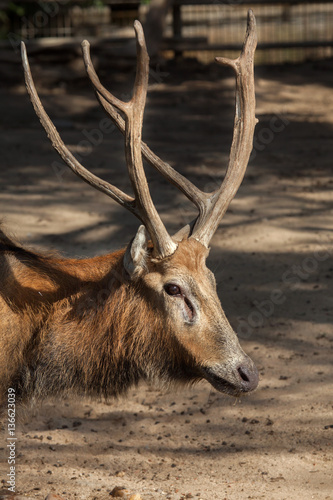 Fototapeta Naklejka Na Ścianę i Meble -  Pere David's deer (Elaphurus davidianus)