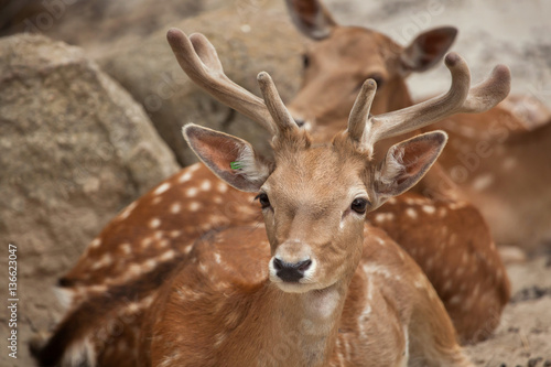 Fototapeta Naklejka Na Ścianę i Meble -  Fallow deer (Dama dama).