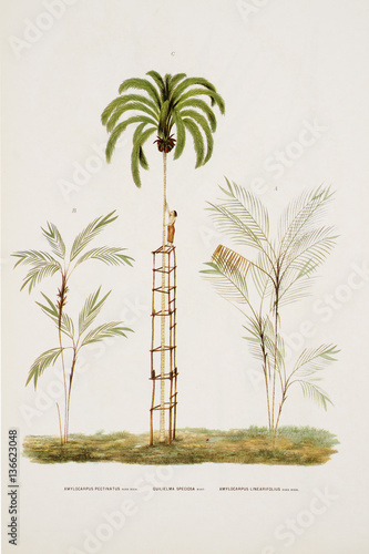 Illustration botanique Palmier/ Amylocarpus pectinatus photo