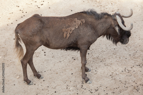 Black wildebeest (Connochaetes gnou)