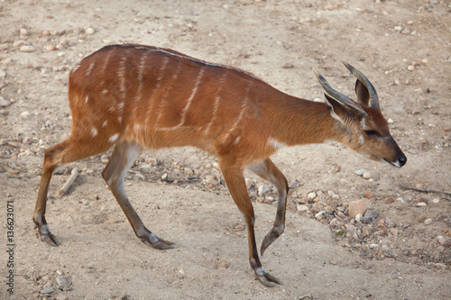 Forest sitatunga (Tragelaphus spekii gratus)