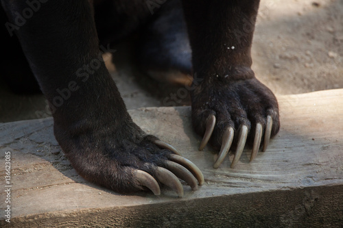 Malayan sun bear (Helarctos malayanus)