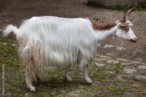 Girgentana goat (Capra aegagrus hircus) photo