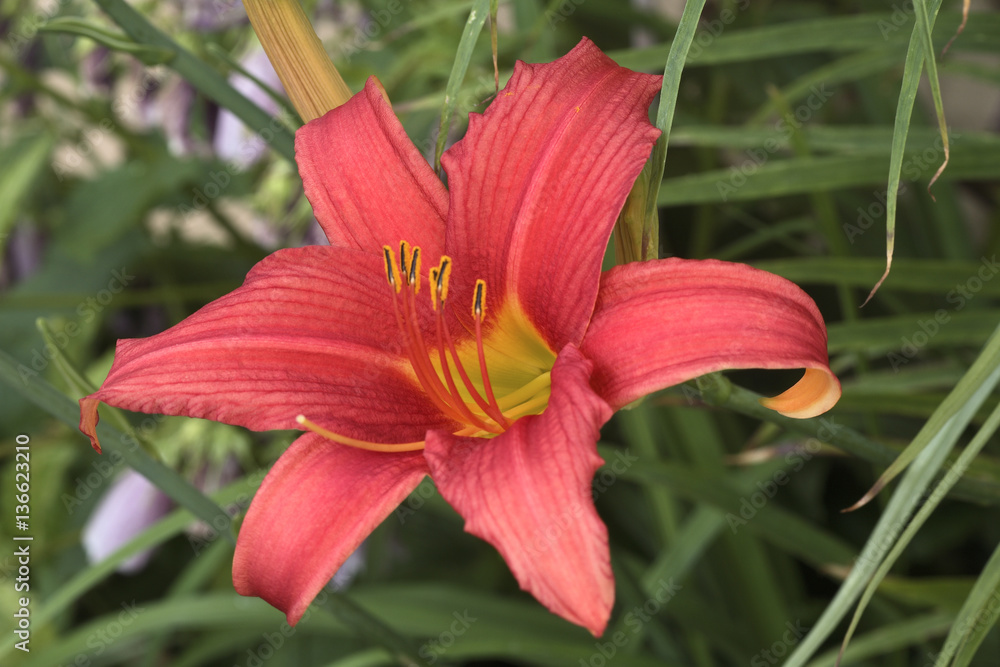 Hemerocallis x / Hémérocalle 'Crimson Pirate' Hemerocallis x / Hémérocalle 'Crimson Pirate'