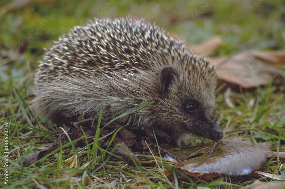 Erinaceus europaeus / Hérisson d'Europe occidentale Erinaceus europaeus / Hérisson d'Europe occidentale