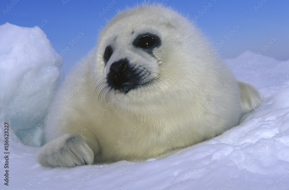 Pagophilus Groenlandicus Phoque Du Groenland Bebe Phoque Stock Photo Adobe Stock