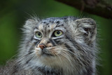 Pallas's cat (Otocolobus manul)