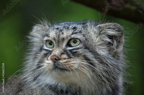 Canvas Print Pallas's cat (Otocolobus manul)