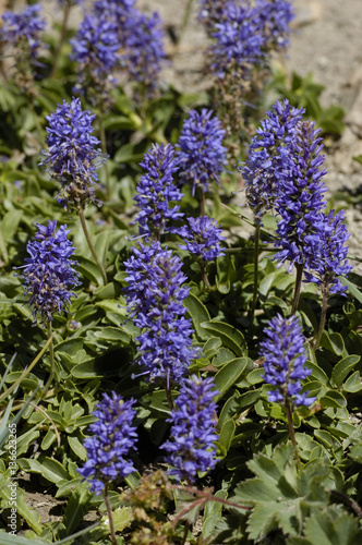 Veronica allionii   V  ronique Allioni