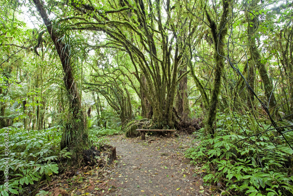Obraz premium Forest, New Zealand