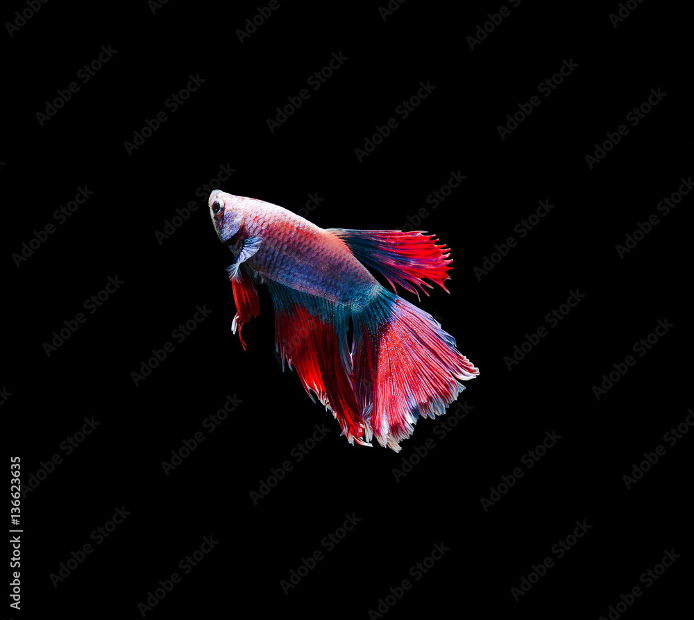 Capture the moving moment of white siamese fighting fish Capture the moving moment of white siamese fighting fish