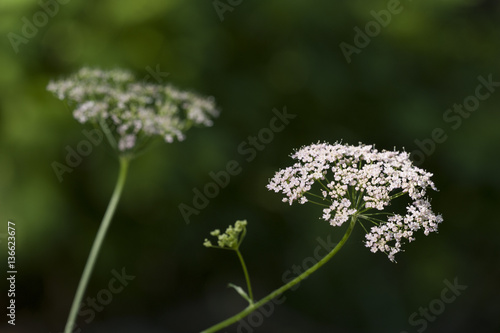 Pimpinella major   Grande pimpinelle
