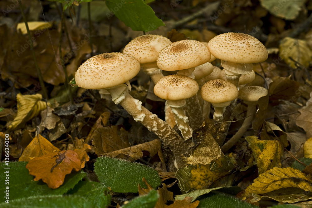 Armillaria mellea / Armillaire couleur de miel Armillaria mellea / Armillaire couleur de miel