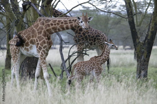 Giraffa camelopardalis rothschildi   Girafe de l Ouganda