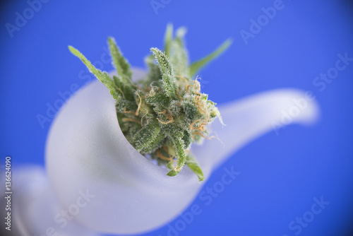 Fresh cannabis flower on a bong bowl over blue background - medi photo