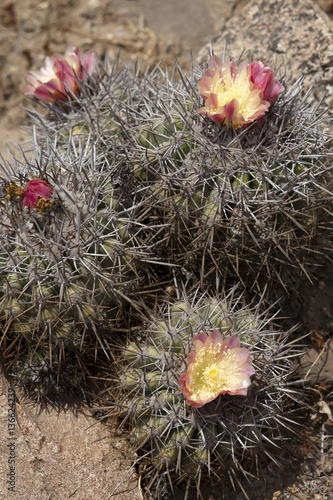 Copiapoa coquimbana photo