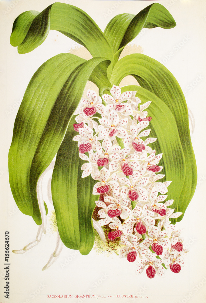 Saccolabium giganteum / Rhynchostylis gigantea Saccolabium giganteum / Rhynchostylis gigantea