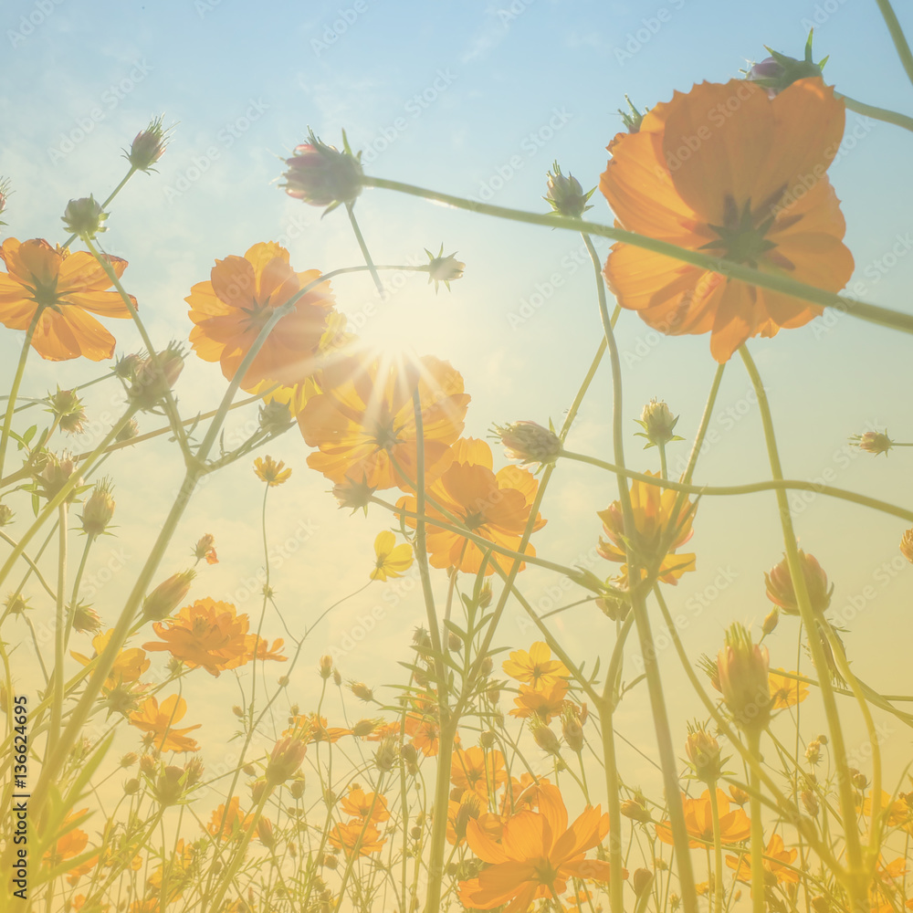 Cosmos flower wallpaper. Cosmos flower wallpaper.