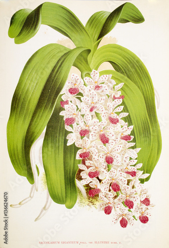 Saccolabium giganteum / Rhynchostylis gigantea photo