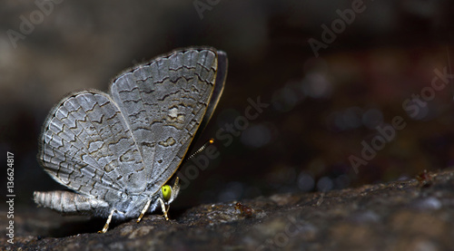 Butterfly, Butterflies feed on the rocks, Apefly ( Spalgis epius epius) photo