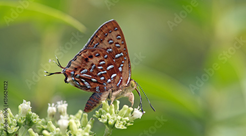 Schilderij op canvas Butterfly, Butterflies feed on the flower, Aberrant Silverline ( Cigaritis vixin