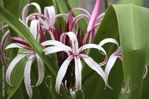 Crinum amabile / Crinole photo