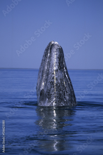 Eschrichtius robustus / Baleine grise photo