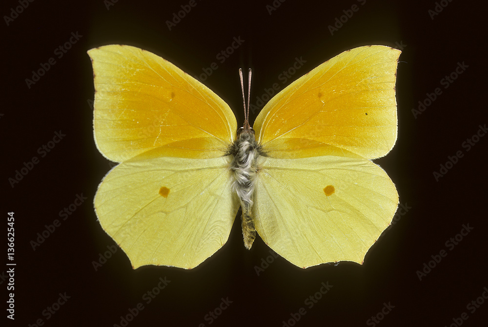 Fototapeta premium Gonepteryx cleopatra / Citron de Provence