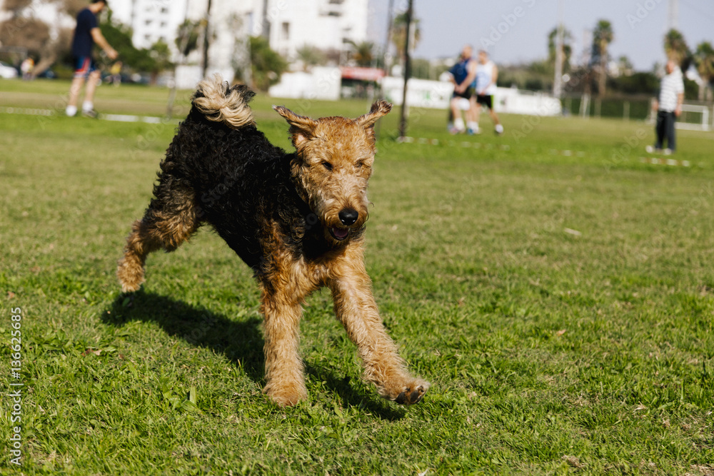 Airdale Terrier Playing in Park Airdale Terrier Playing in Park