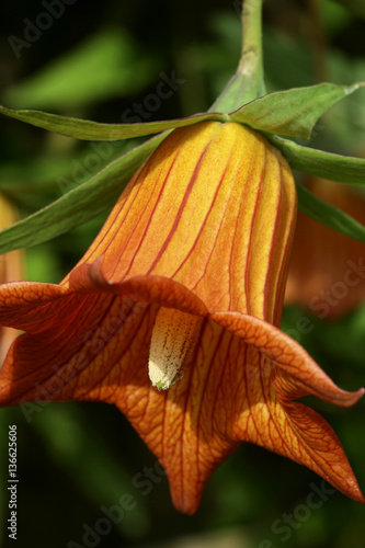 Canarina canariensis / Campanule des Canaries photo