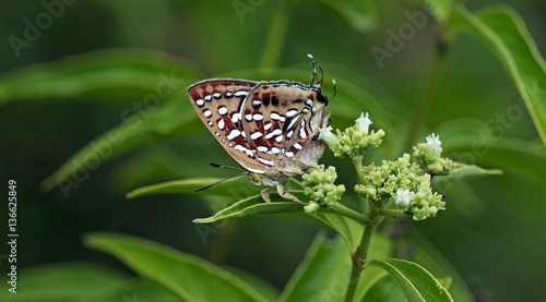 Foto Butterfly, Butterflies feed on the flower, Aberrant Silverline ( Cigaritis vixin