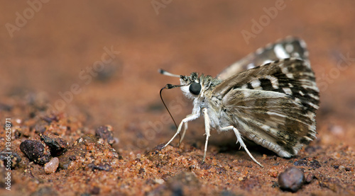 Butterfly, Butterflies feed on ground, Indian Skipper ( Spialia galba ) photo