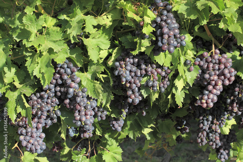 Vitis vinifera / Vigne / Raisin