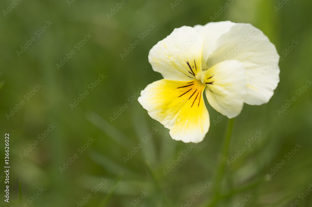 Viola calcarata / Pensée des Alpes