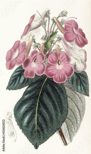 Illustration botanique / Achimenes grandiflora / Achimène à grandes fleurs photo