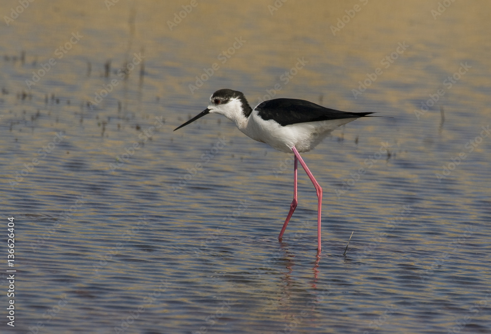 Himantopus himantopus / Echasse blanche Himantopus himantopus / Echasse blanche