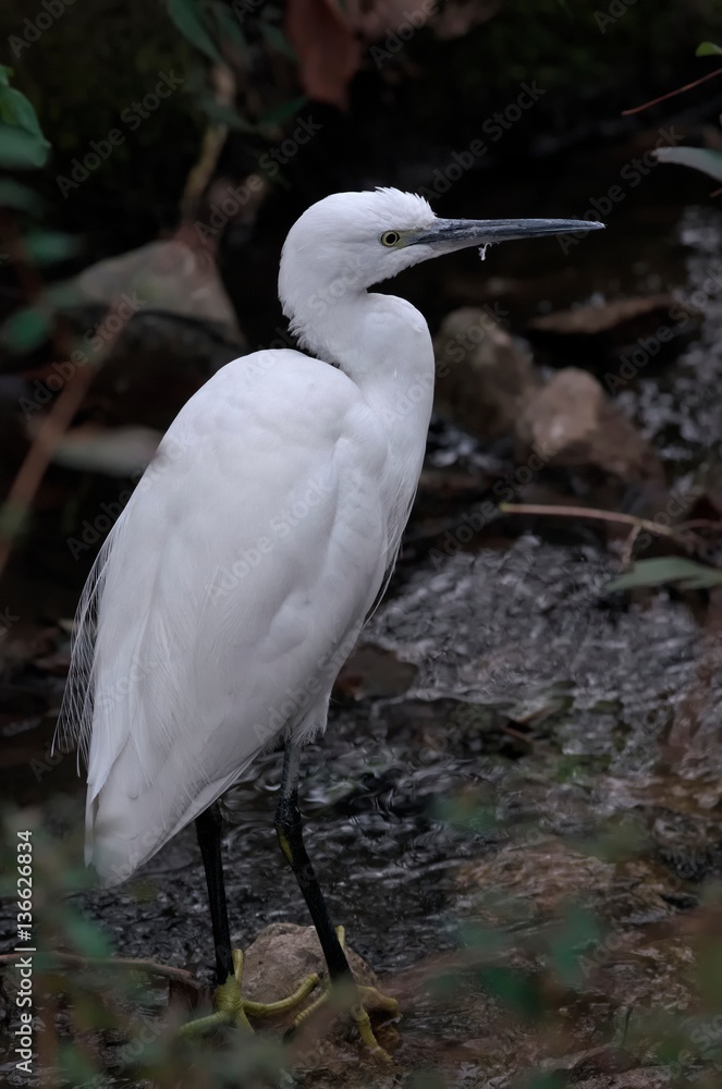 Fototapeta premium Little egret 