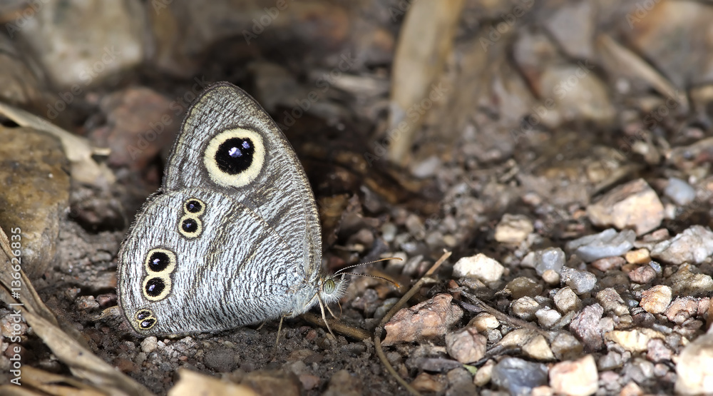 Butterfly, Butterflies feed on the gravel, Common Five-ring ( Ypthima baidus ) Butterfly, Butterflies feed on the gravel, Common Five-ring ( Ypthima baidus )