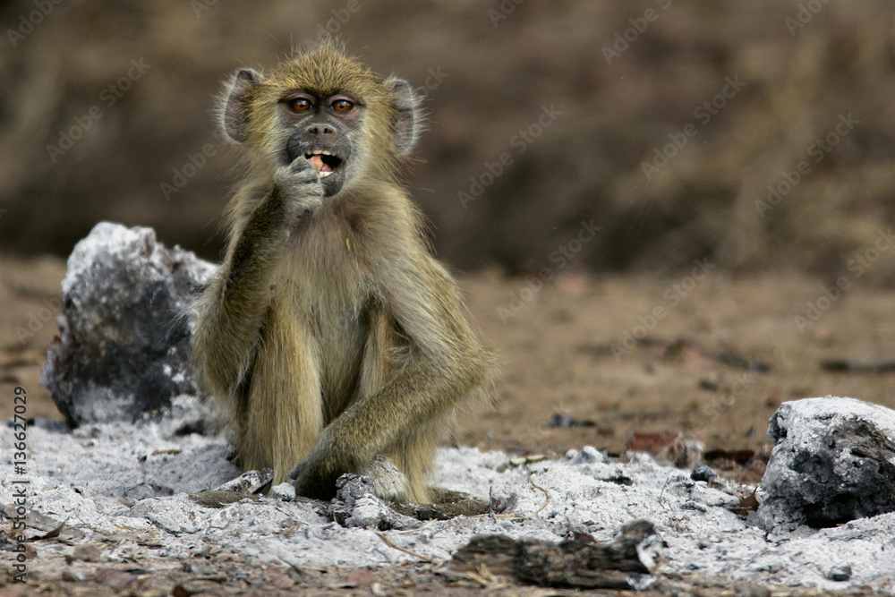 Papio Cynocephalus Babouin Cynocephale Stock Photo Adobe Stock